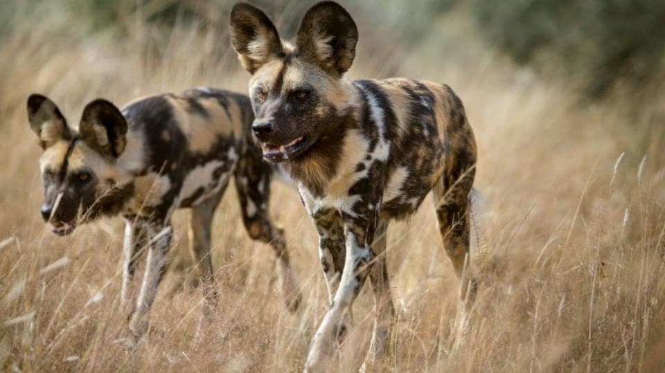 Lov - psi hyenoví v Zambii